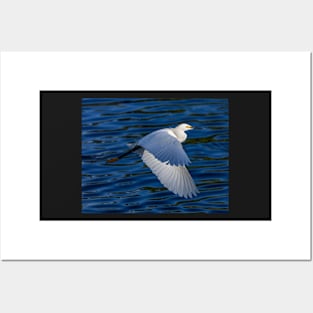 Snowy White Egret in Flight Posters and Art